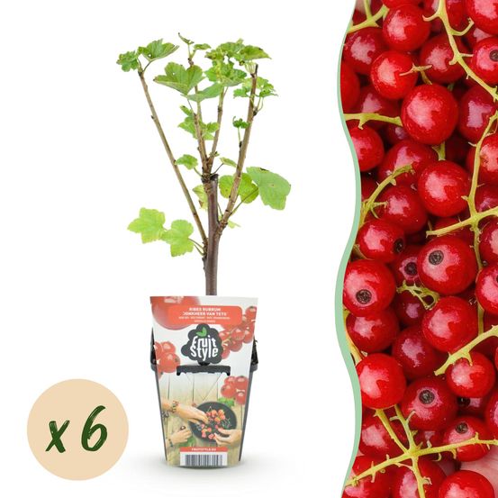 Groseillier 'jonkheer van tets' - lot de 6 - pot 9 cm - hauteur 35 cm - plante d'extérieur