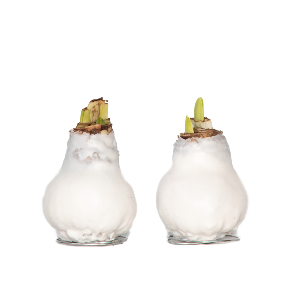 Amaryllis - hippeastrum 'wax white' - bulbe de fleur - rouge