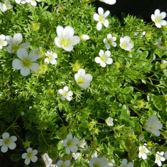 6 x saxifrage 'white pixie' - saxifraga 'white pixie' - godet 9cm x 9cm