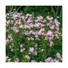 Hibiscus syriacus pink chiffon® 'jwnwood4'/hibiscus syriacus pink chiffon® 'jwnwood4'[-]pot de 10l - 60/80 cm