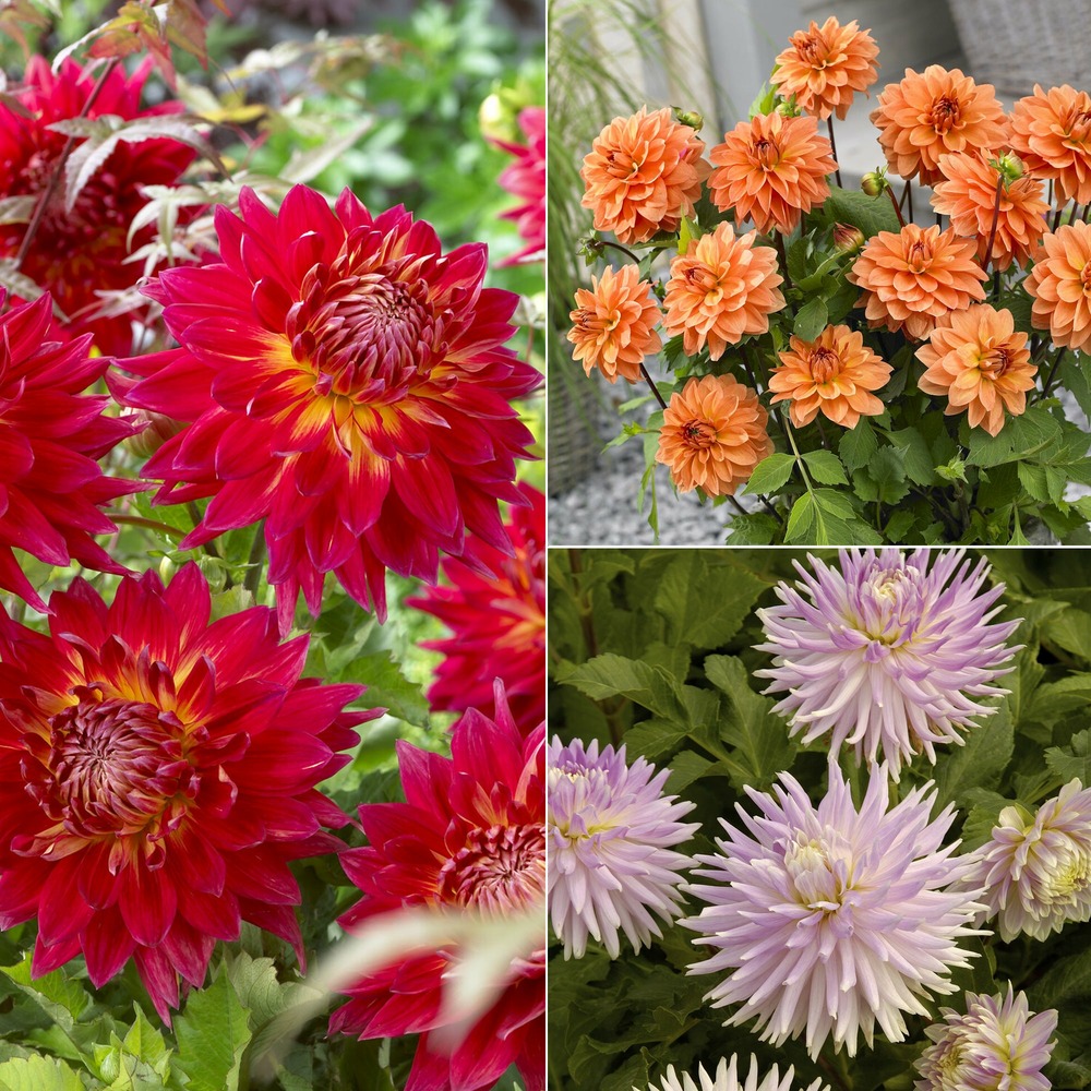5 dahlias en mélange - le sachet de 5 bulbes / calibre i, vendu par lot de 2