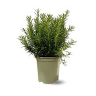 Romarin - aromatique - ↕ 35-40 cm - ⌀ 18 cm - véritables herbes fraîches