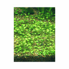 Plante aquatique : Glossostigma Elatinoides en pot
