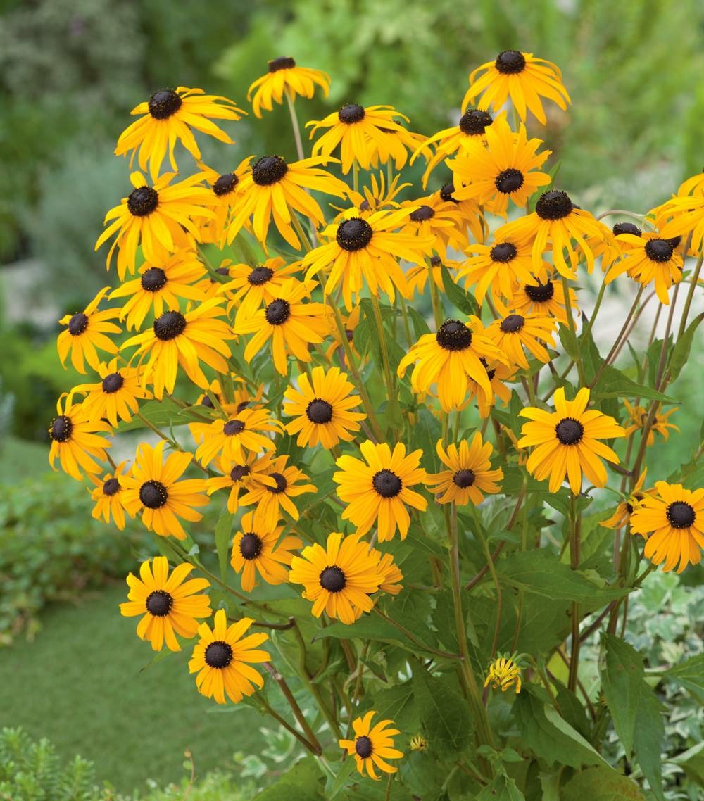 Rudbeckia goldsturm - 3 godets plante vivace