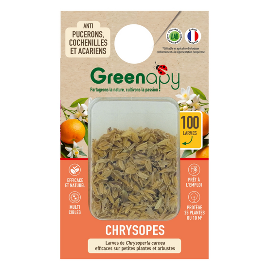 100 larves chrysopes anti-pucerons, cochenilles et acariens