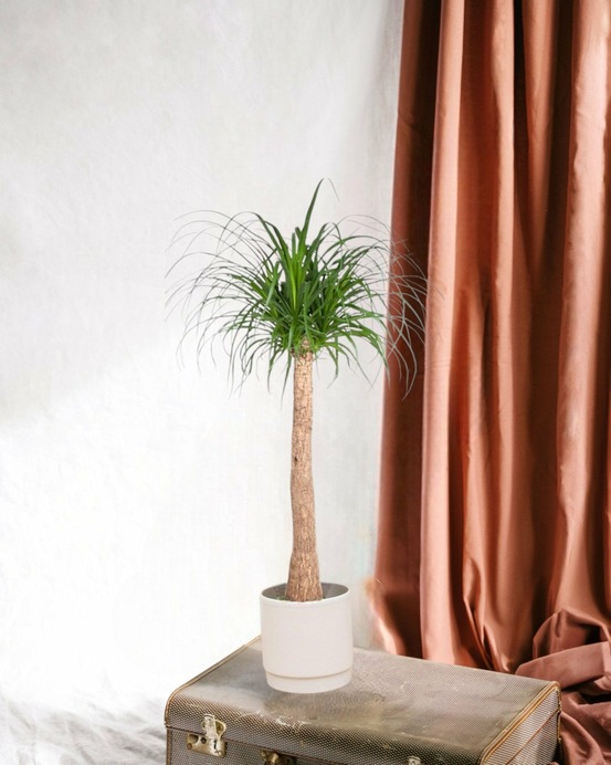 Beaucarnea 130cm - plante d'intérieur