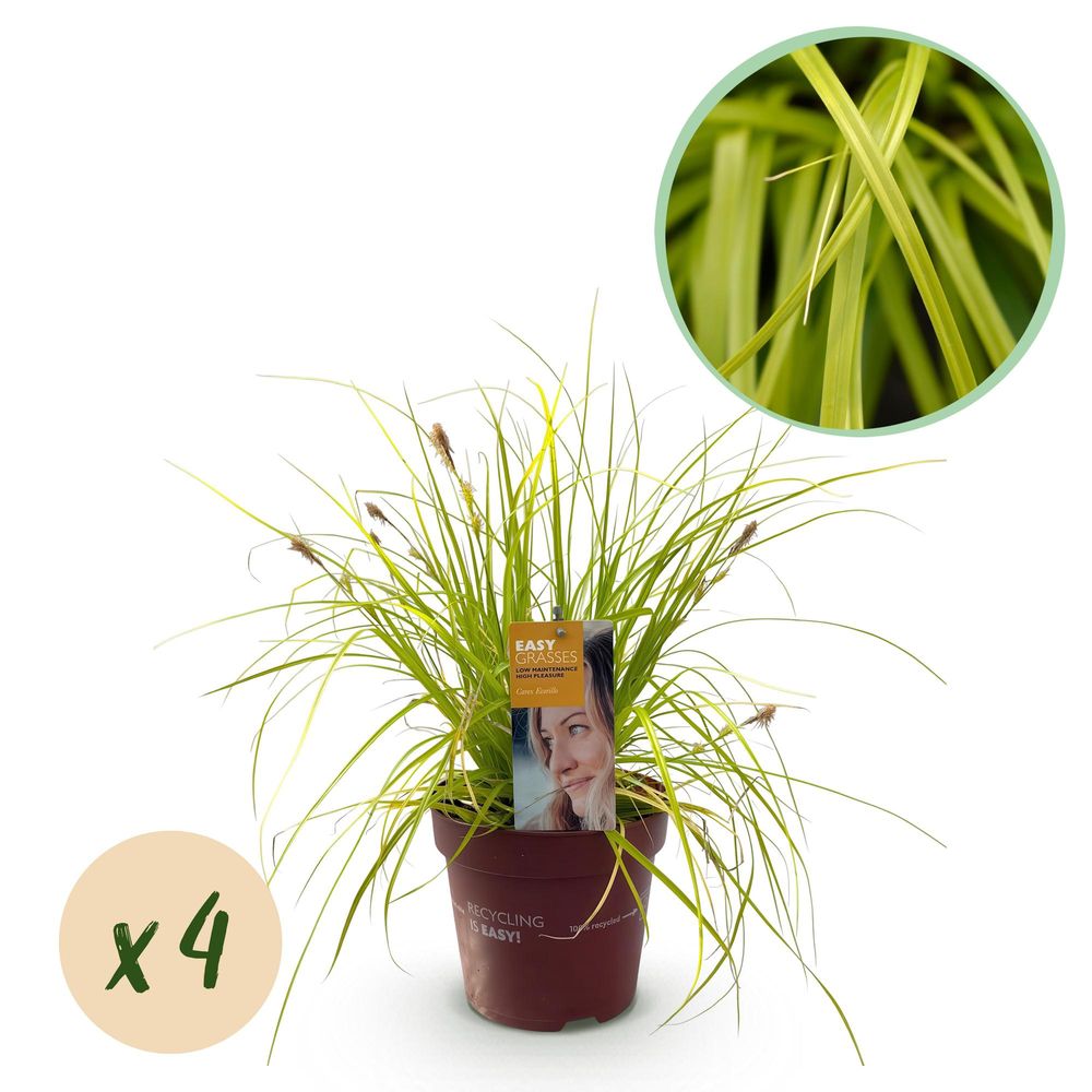 Laîche 'everillo' - lot de 4 - pot 17 cm - hauteur 50 cm