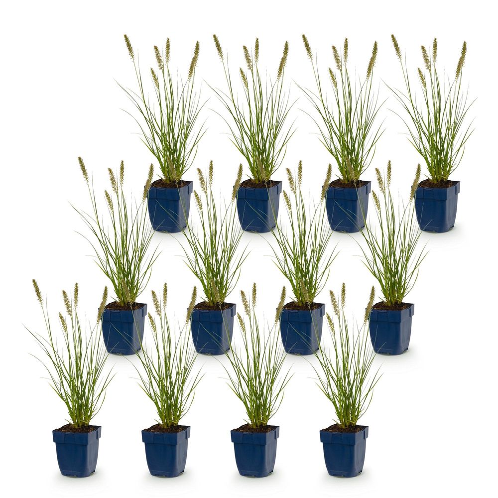 Pennisetum 'hameln' - lot de 12 - pot 11 cm - hauteur 25 cm - plante d'extérieur