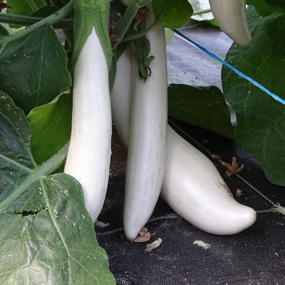 Plant d'aubergine longue blanche bio - lot de 8