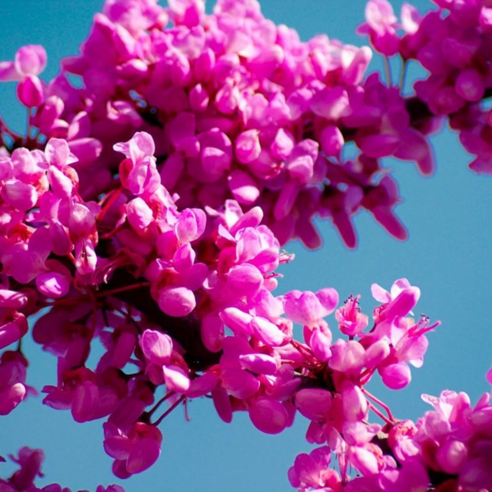 Arbre de JudÃ©e (Cercis Siliquastrum)