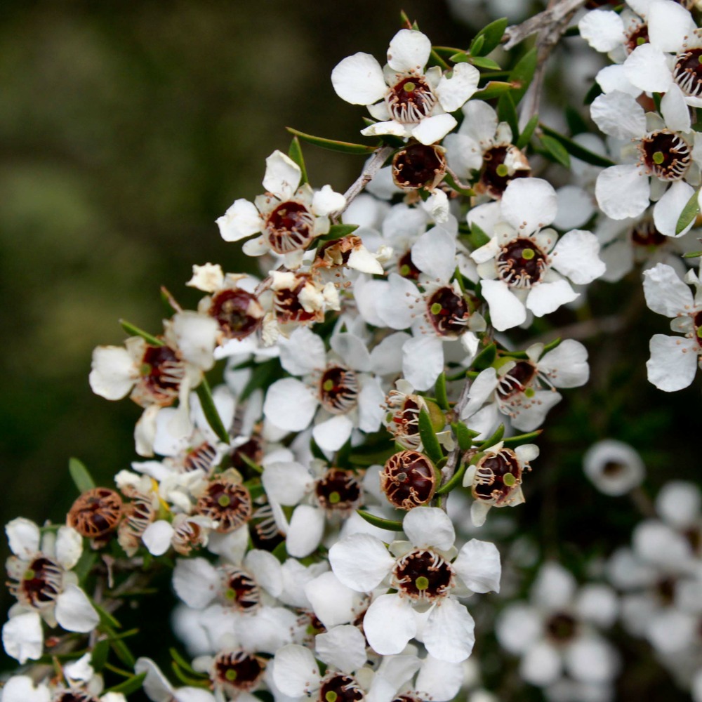 Manuka, arbre à thé, myrthe des mers du sud 'blanc' pot de 2l/3l