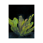 Plante aquatique : Echinodorus Ozelot en pot