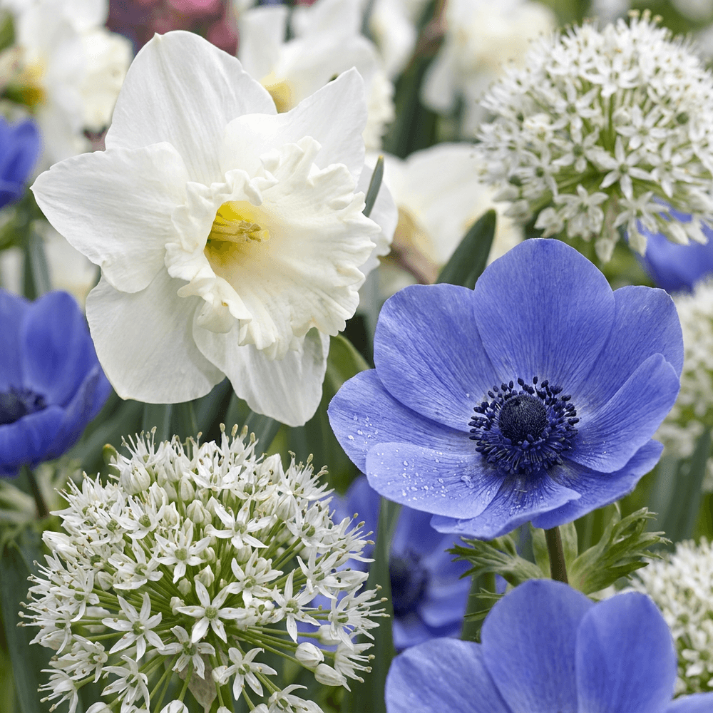 Mélange de bulbes pour jardin ensoleillé - floraison estivale - calibre 10/12 - 140 bulbes
