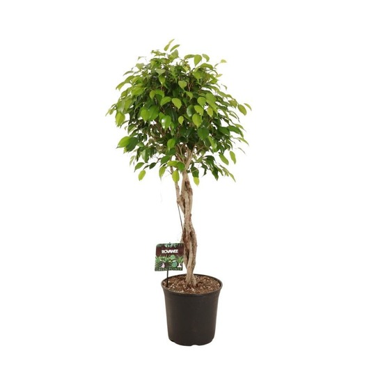 Ficus benjamina exotica - h120 cm - ø27 cm