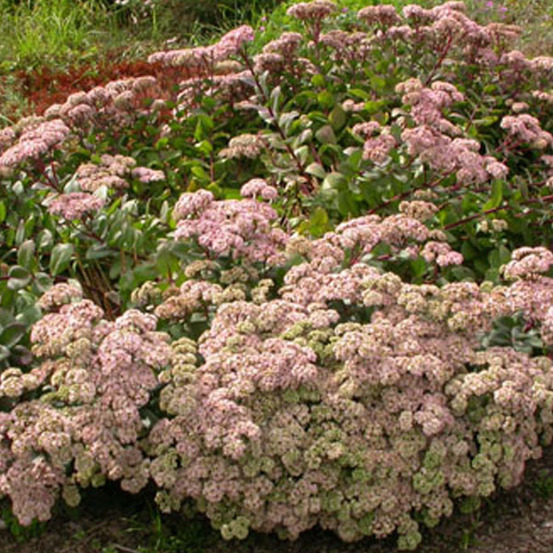 6 x orpin 'matrona' - sedum 'matrona' - godet 9cm x 9cm