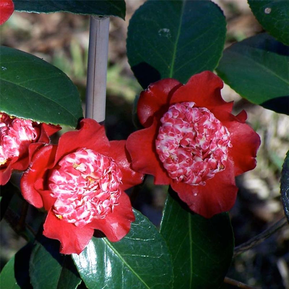 Camélia du japon 'lipstick' pot de 4l/5l