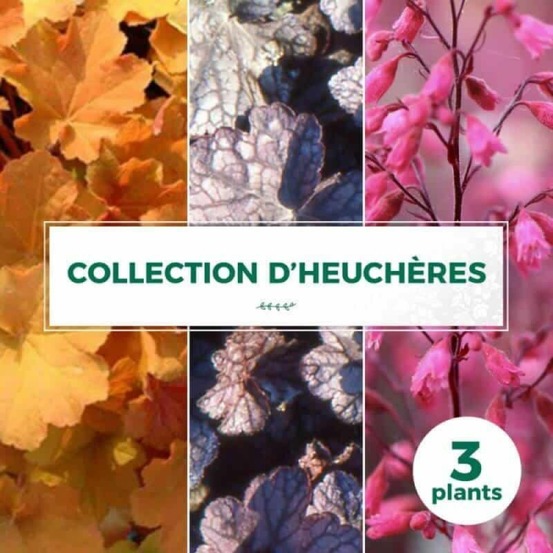 Collection de 3 heuchères