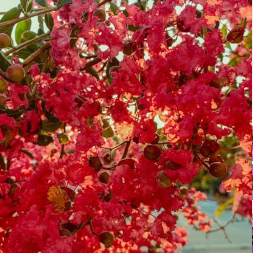 Lilas des indes périgord pourpre, lagerstroemia pot de 15l - 100/150 cm