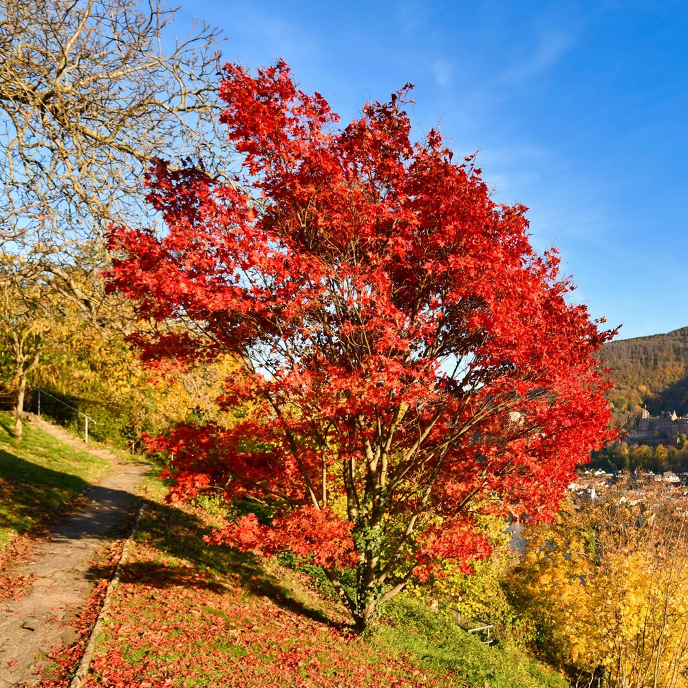 Erable du fleuve amour - le pot / 2l / hauteur livrée 80-100cm, vendu par lot de 2