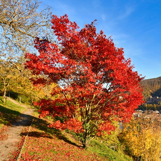 Erable du fleuve amour - le pot / 2l / hauteur livrée 80-100cm, vendu par lot de 2