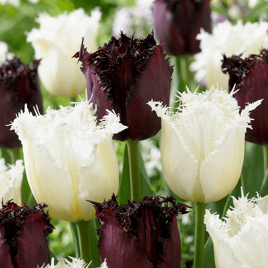 Tulipe 'breakdance' en mélange (tulipa) - floraison printanière - calibre 11/12 - 60 bulbes