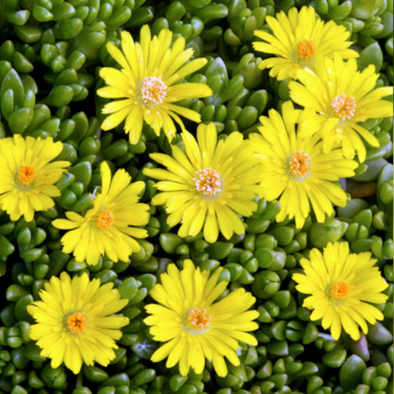 Delosperma nubigenum, pourpier vivace lot de 5 godets
