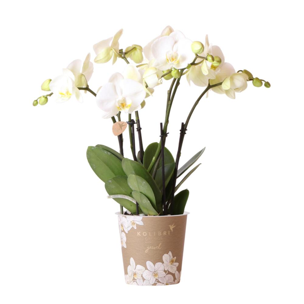 Orchidée phalaenopsis blanche - jewel ghent - taille du pot 12cm - frais du producteur