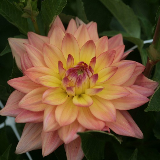 Dahlia gpe décoratif 'melody dora' bulbe calibre i