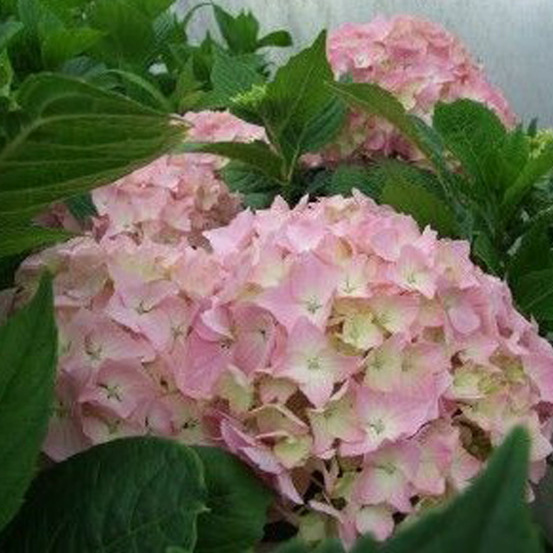 2 x hortensia 'king george vii' - hydrangea macrophylla 'king george vii' - 25-30 cm pot
