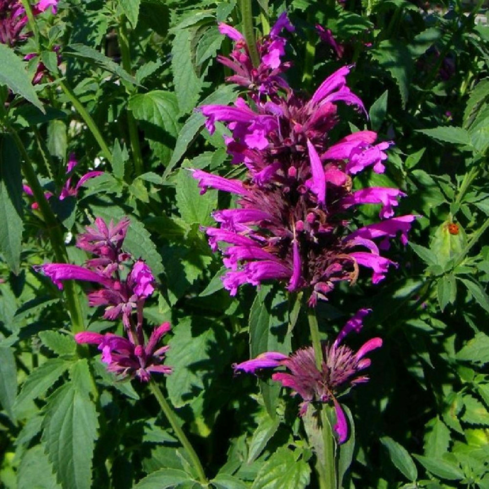 Agastache du mexique sangria godet - 5/20 cm