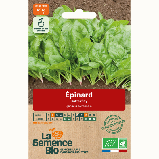 Épinard butterflay - graines bio