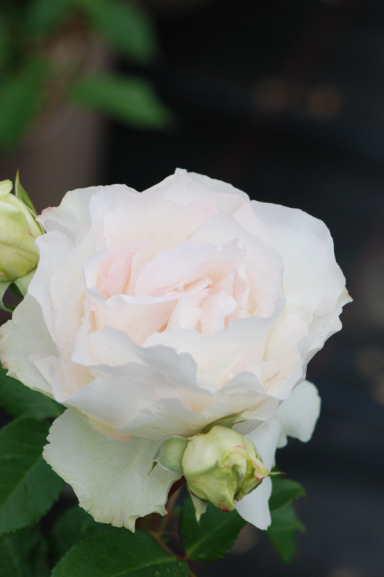 Rosier 'niharika' ? - en pot de 5 litres