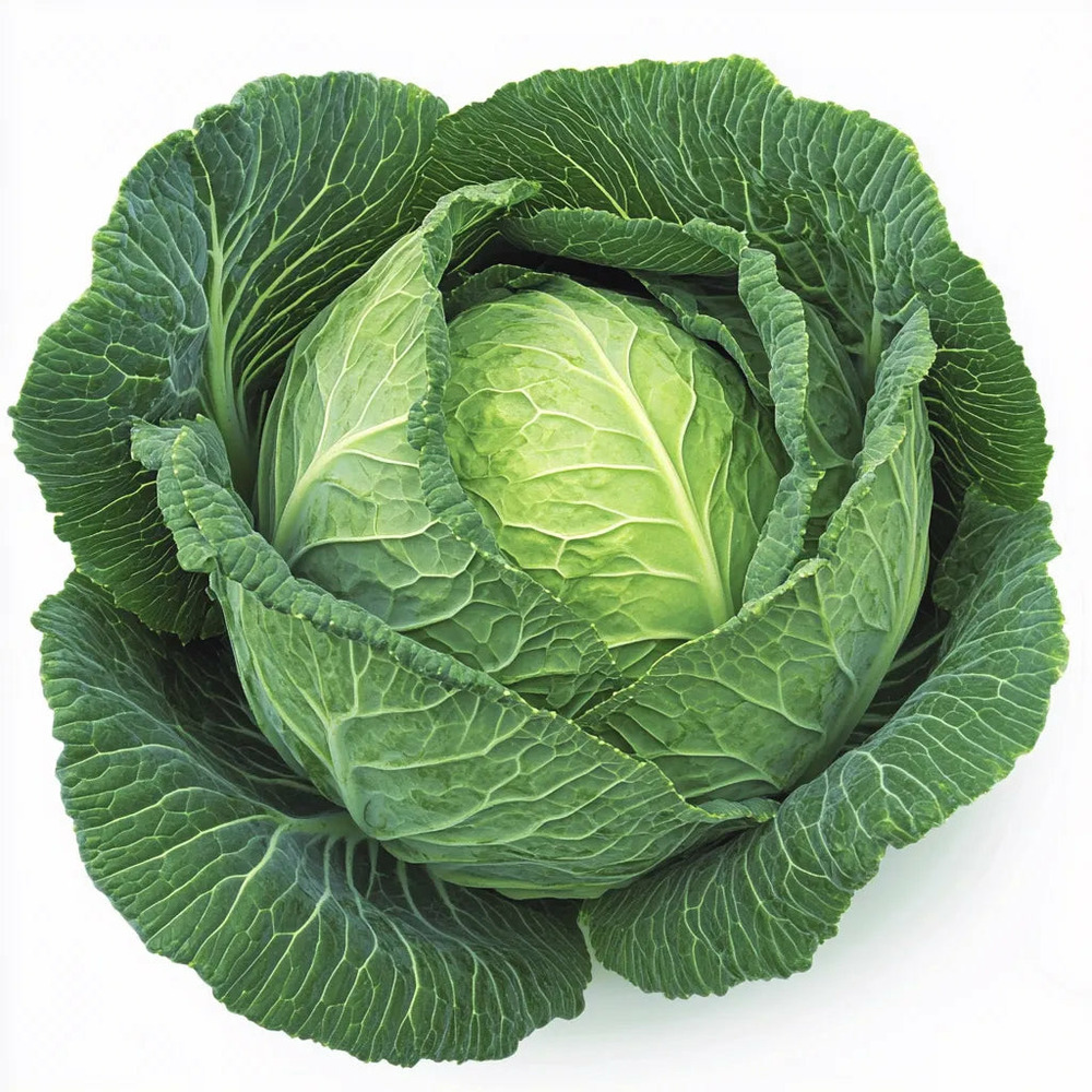 300 graines de chou cabus - semisauvage permaculture