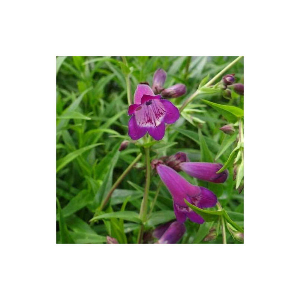 Penstemon vesuvius godet - 5/20 cm