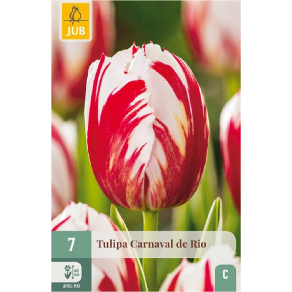 Tulipes blanche variété doubles hâtives carnaval rio x7