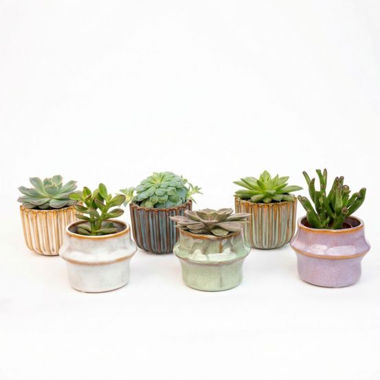 Succulenten set de 6 in keramische mini potjes barcelona - ↑ 8 - h12 cm - ø6 cm
