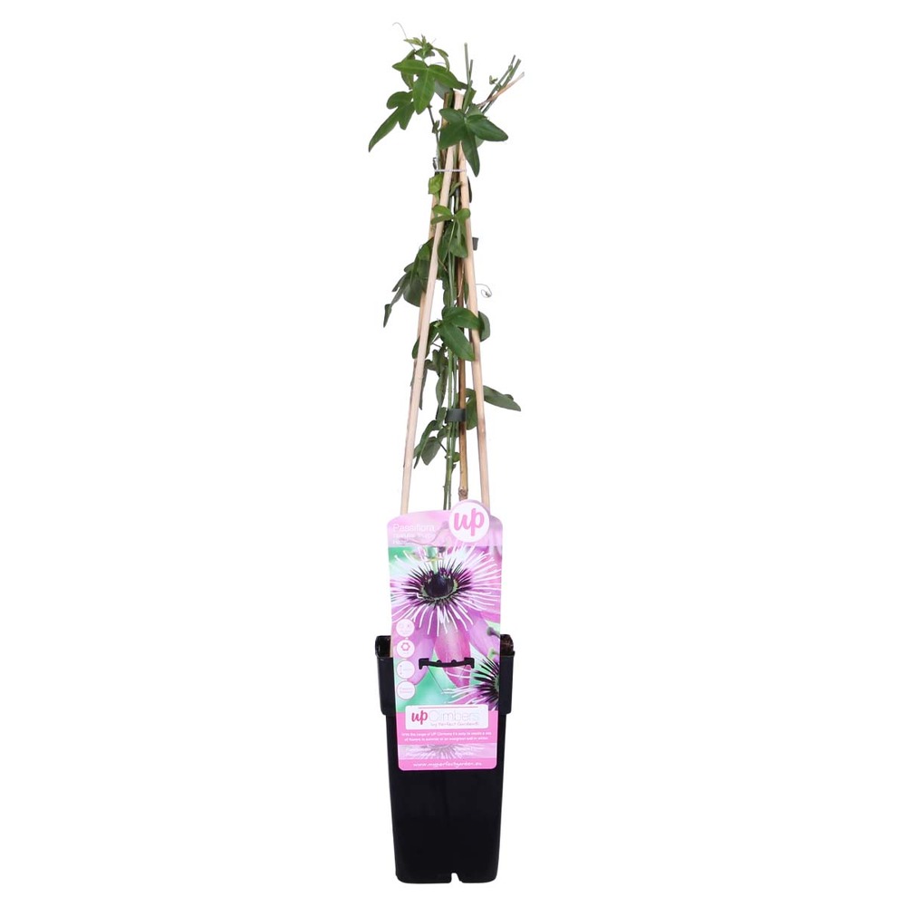 Passiflora 'purple haze' - fleur de la passion - violette - 50-70 cm de haut - pot 15 cm