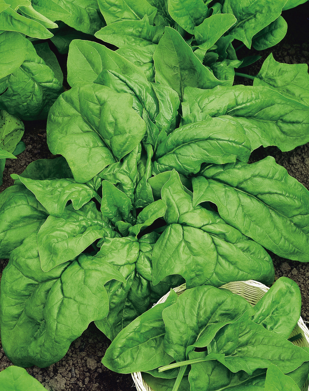 Epinard responder hf1 - 1000 graines