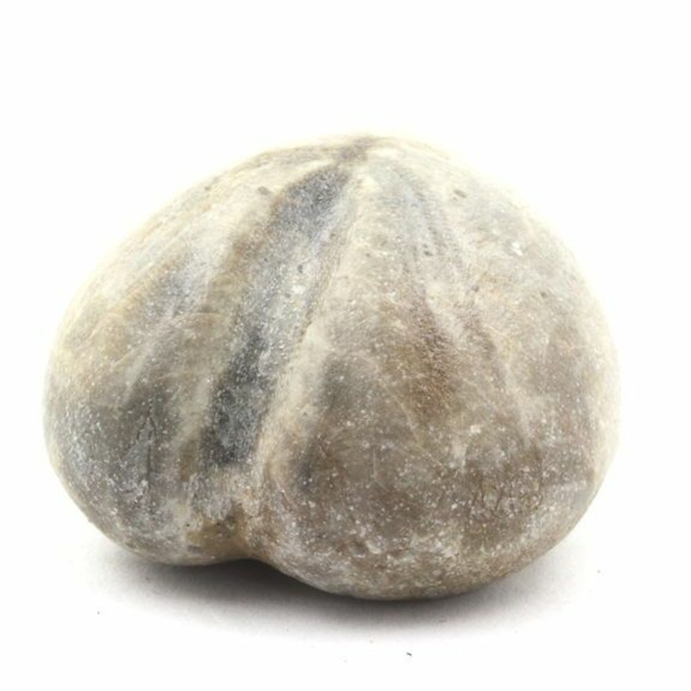 Oursin fossile, toxaster amplus 159.75 carats