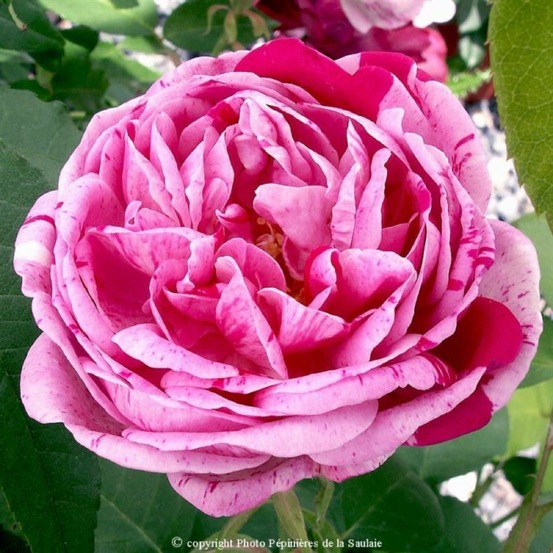Rosier 'gros provins panaché'