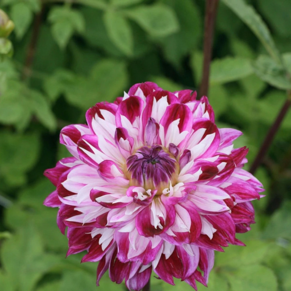Dahlia décoratif prince d'eckmuhl sachet de 1 bulbe