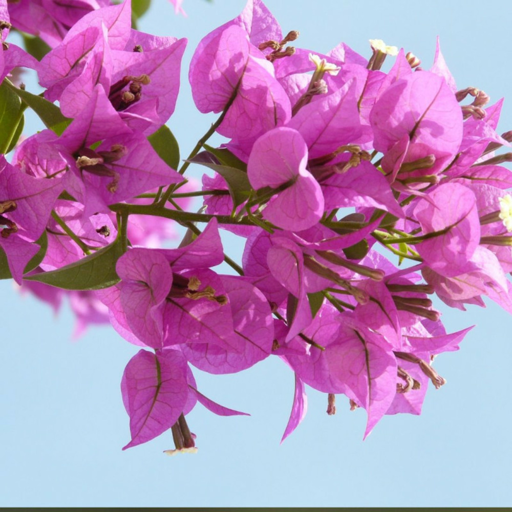 Bougainvillier alexandra pot de 3l - echelle bambou 60/120 cm