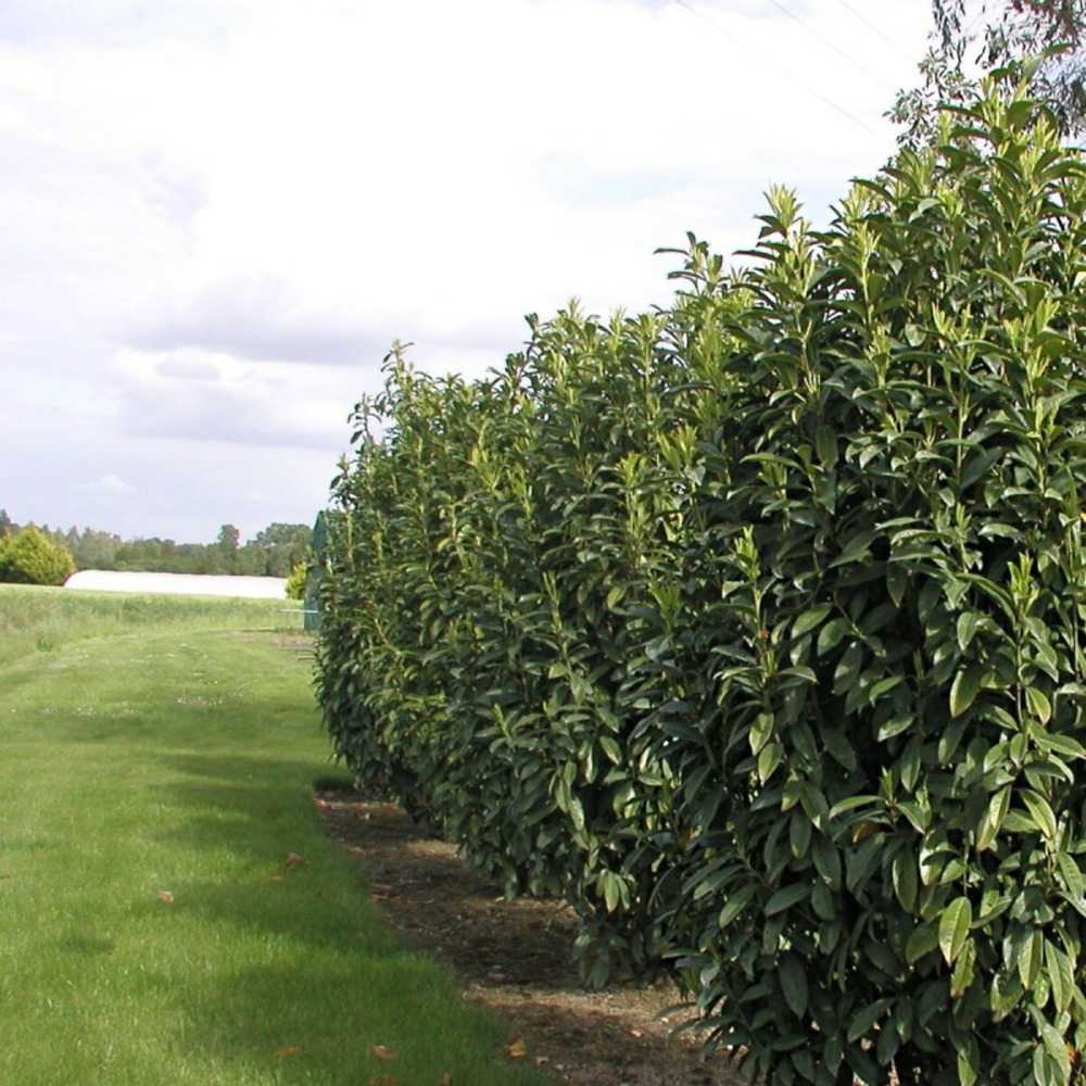 Laurier palme genolia® 'mariblon', laurier-cerise pot de 1,5l - 20/50 cm