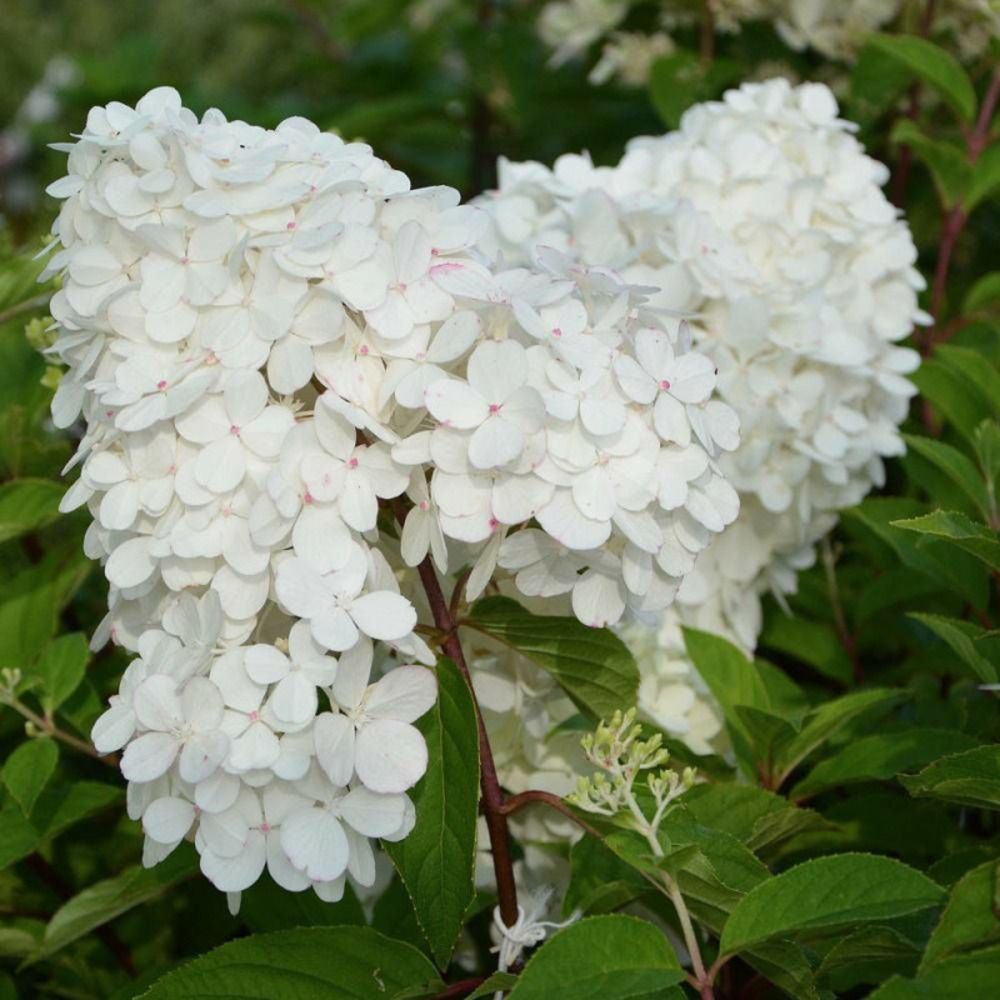 Hortensia paniculata magical® 'kilimanjaro', hydrangea paniculata pot de 4l - 40/60 cm