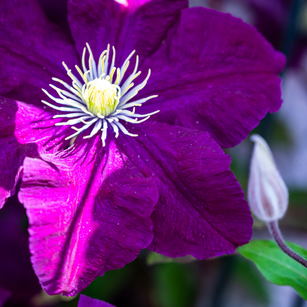 Clematite - clematis warszawska nike 70cm