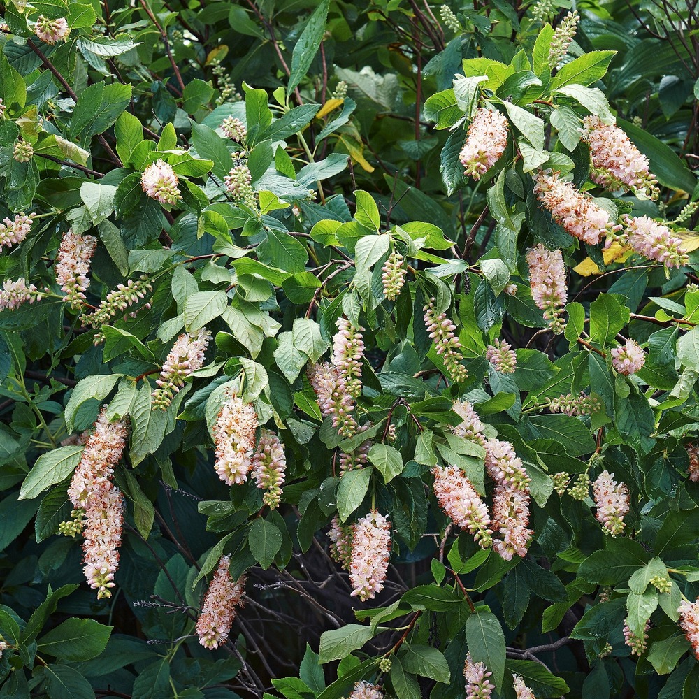 2 clethras à feuilles d'aulne - les 2 pots / ø 9cm / 2-3 branches, vendu par lot de 2