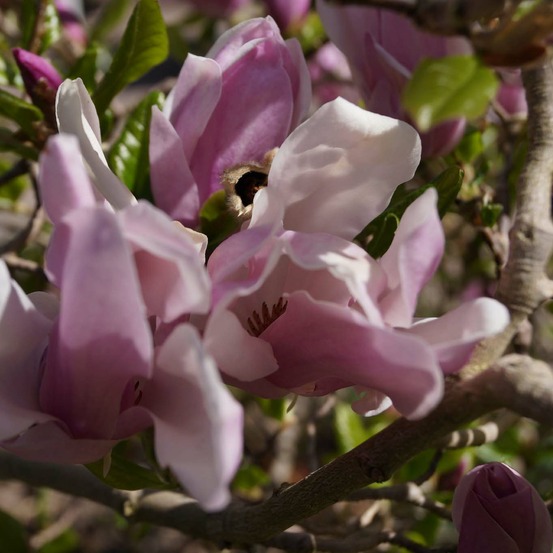 Magnolia 'george henry kern' pot de 7,5l/10l