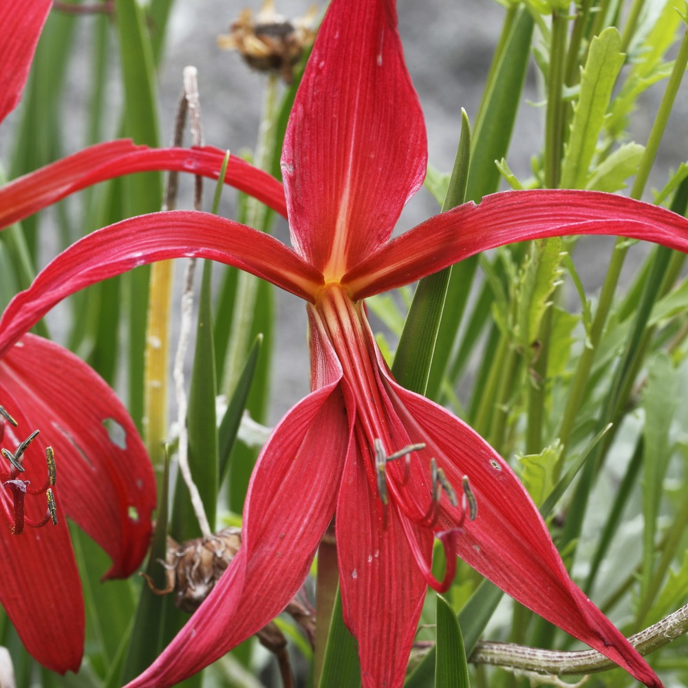 2 lis de st jacques - le sachet de 2 bulbes / circonférence 14-16cm