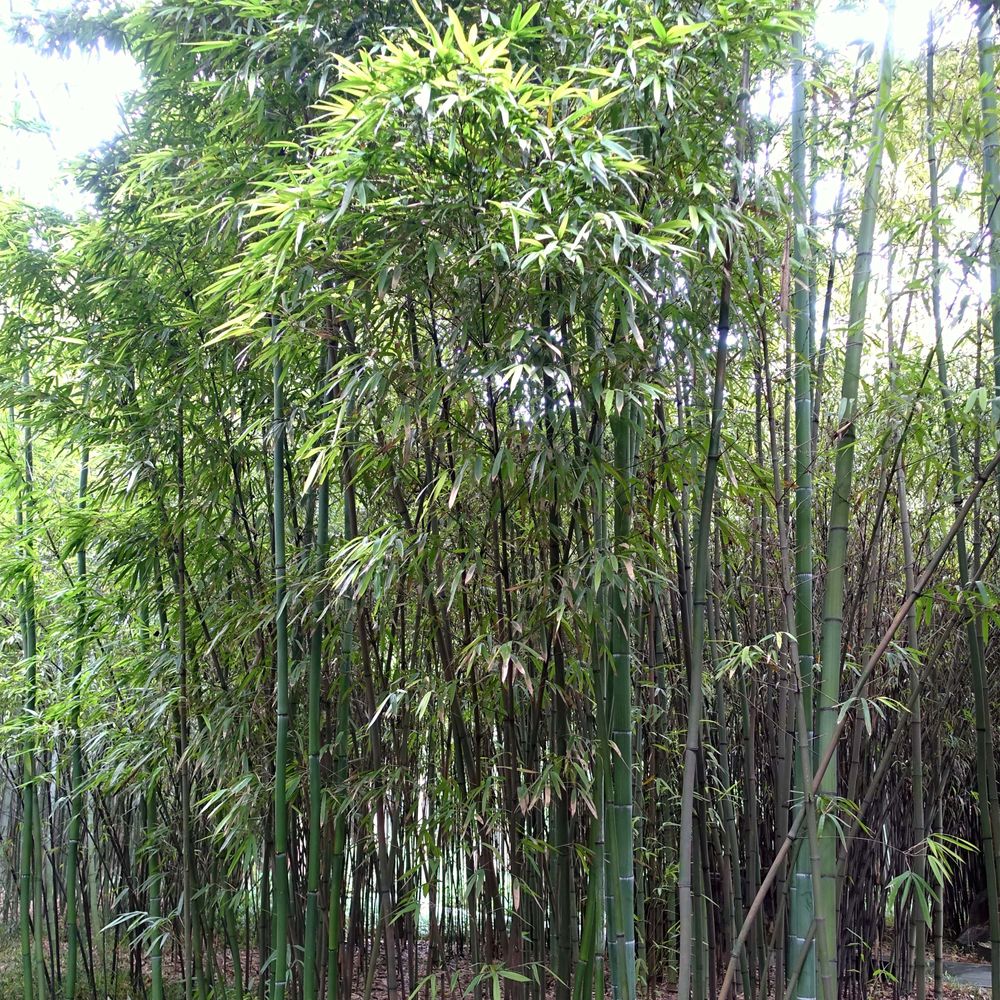 Phyllostachys iridescens pot de 4l/5l