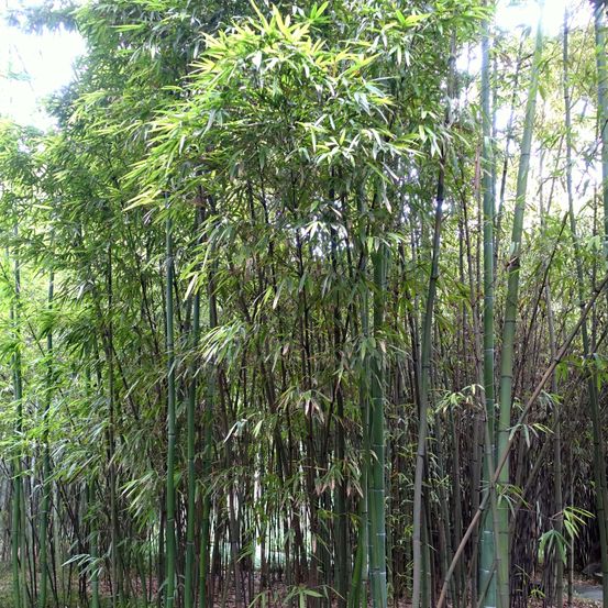 Phyllostachys iridescens pot de 4l/5l